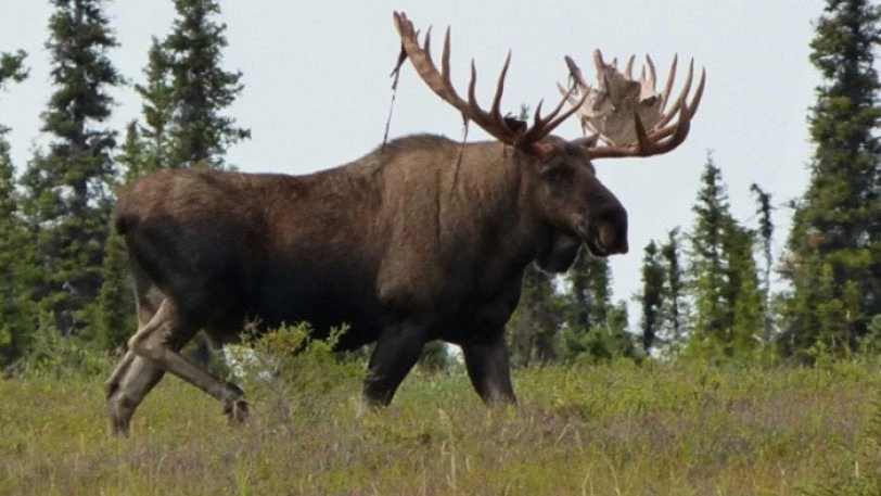 Ατρόμητη άλκη τρέπει σε φυγή αρκούδα που απειλούσε τα μικρά της (βίντεο)
